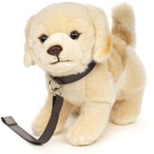 Golden Retriever mit Leine